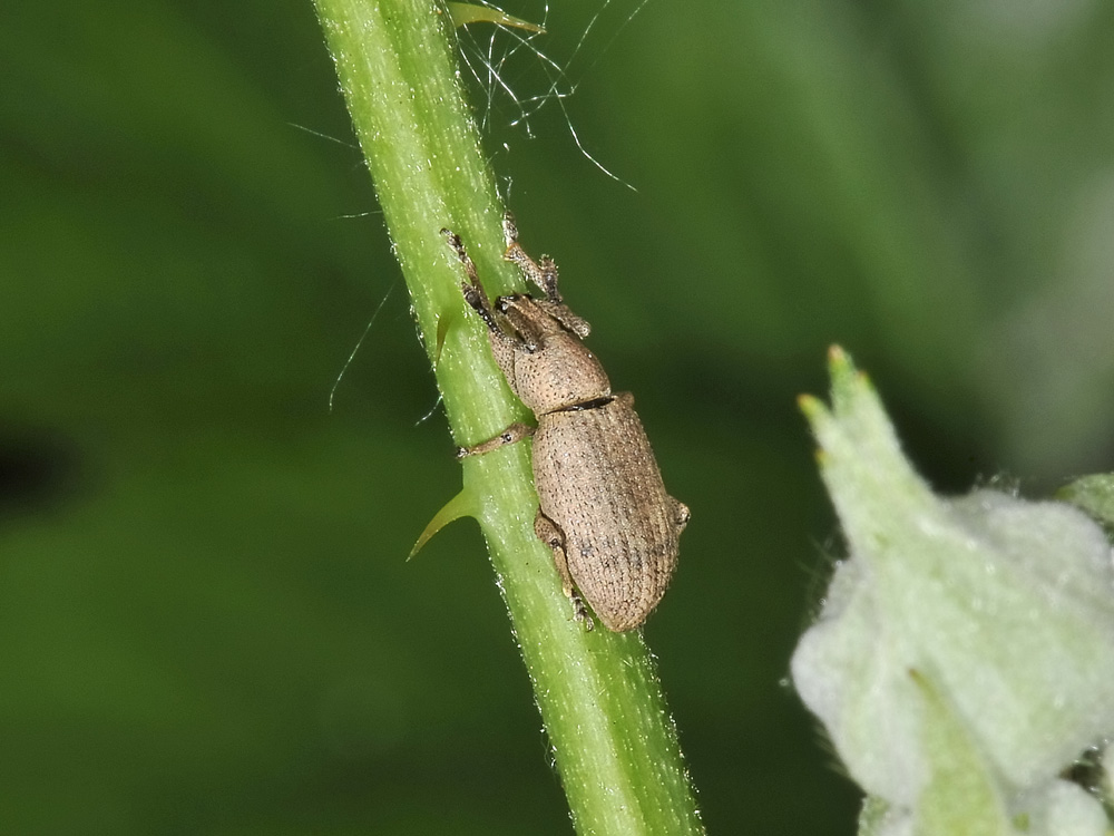 Curculionidae:  Simo hirticornis